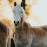 Haflinger zu Verkaufen